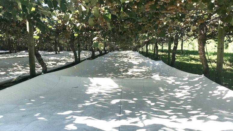 Cobertura huerto arrigoni agrotextiles|Cobertura huerto arrigoni agrotextiles|Cobertura huerto arrigoni agrotextiles